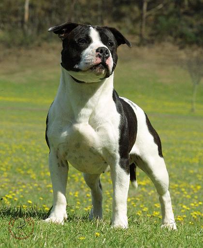 Staffordshire Bull Terrier 9F44D-10.JPG